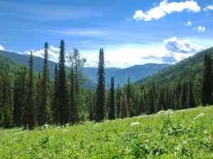       В Алтайском заповеднике провели оценку экосистемных услуг